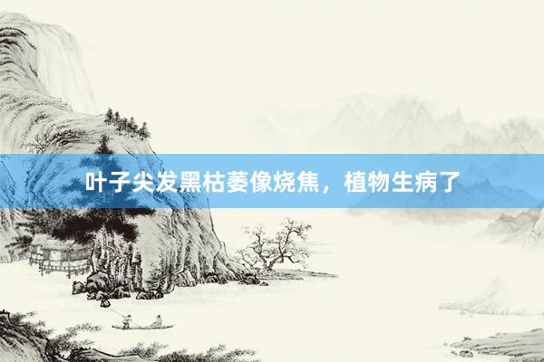叶子尖发黑枯萎像烧焦,植物生病了