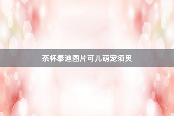 茶杯泰迪图片可儿萌宠须臾